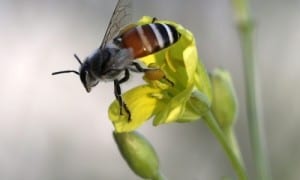 El 40 % de polinizadores invertebrados, como las abejas, en peligro extinción