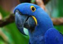 Brasileña luego de trabajar 30 años salva al guacamayo azul de la extinción